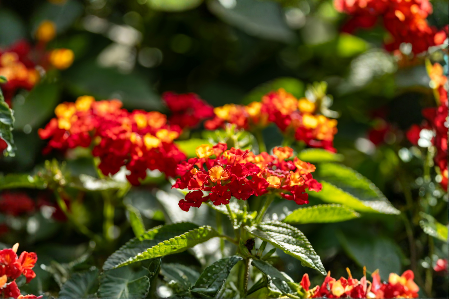 Pack of 2 Red Lantana Live Plants – 4–6 Inches Tall (Lantana camara)
