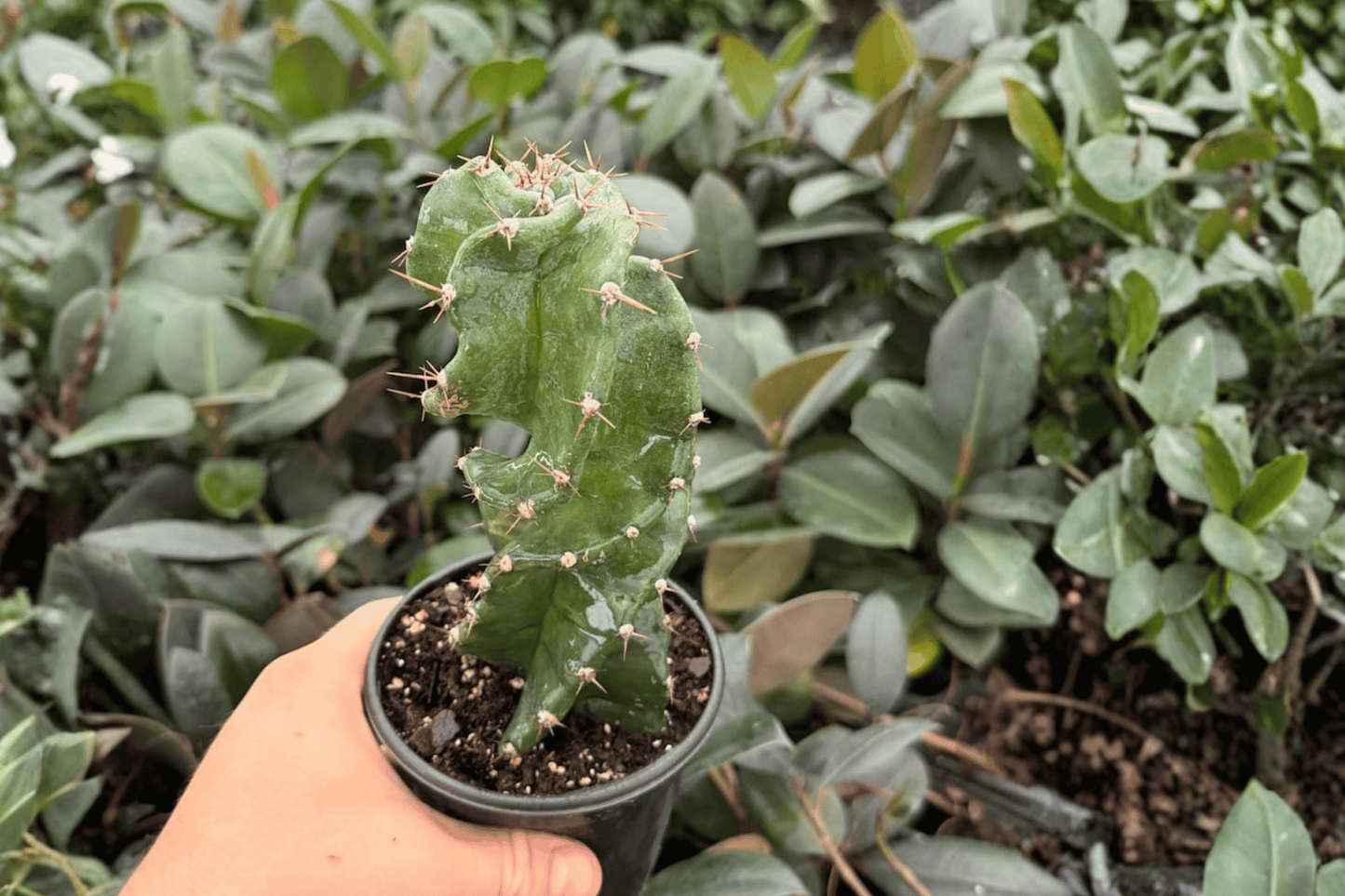 Spiral Cactus 2 Exact Live Plants – Specific 4-Inch Pots – Cereus forbesii ‘Spiralis’