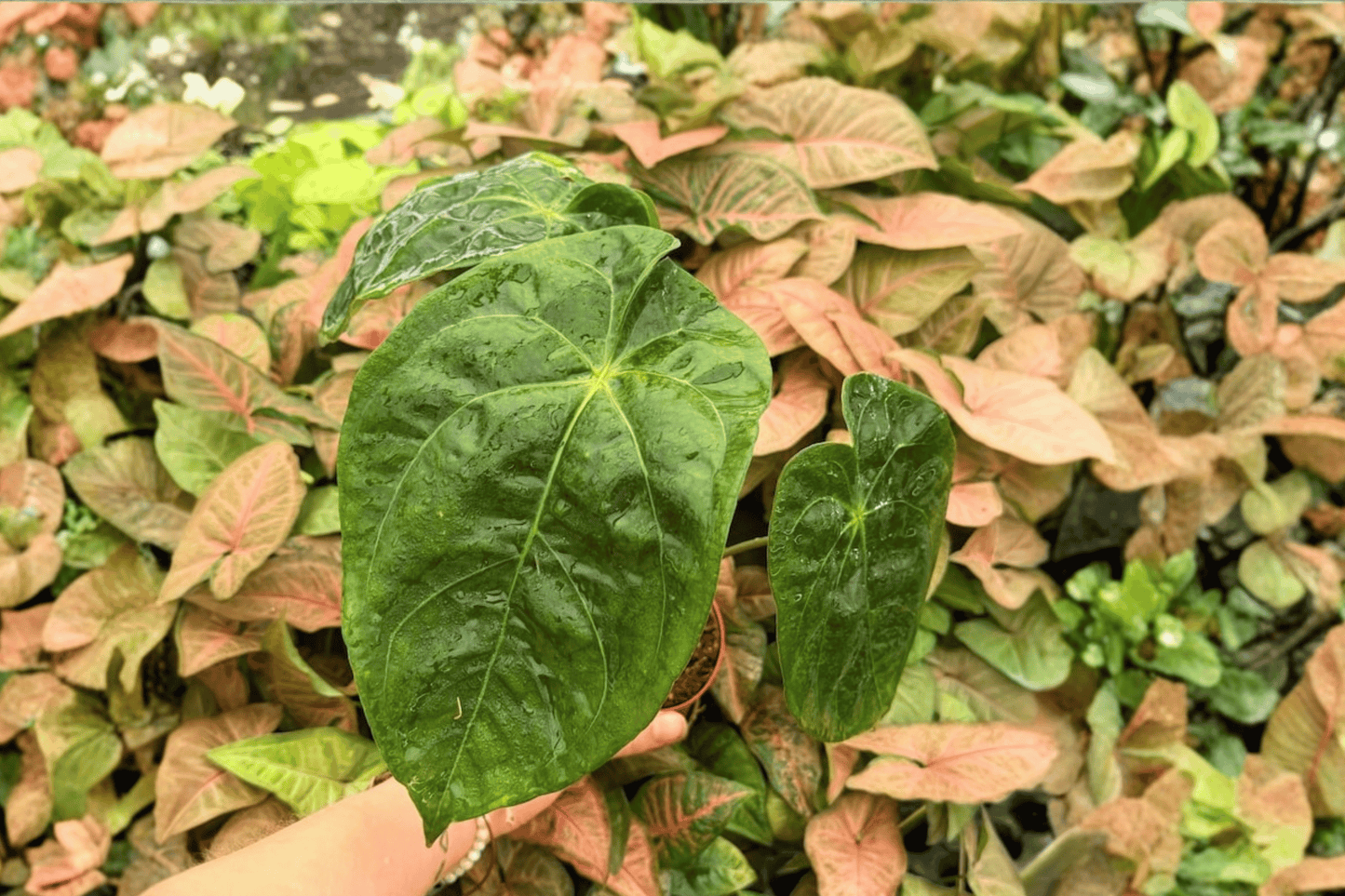 Anthurium Papi x Hulk 2 Exact Live Plants – 4-Inch Pots – Anthurium Hybrid