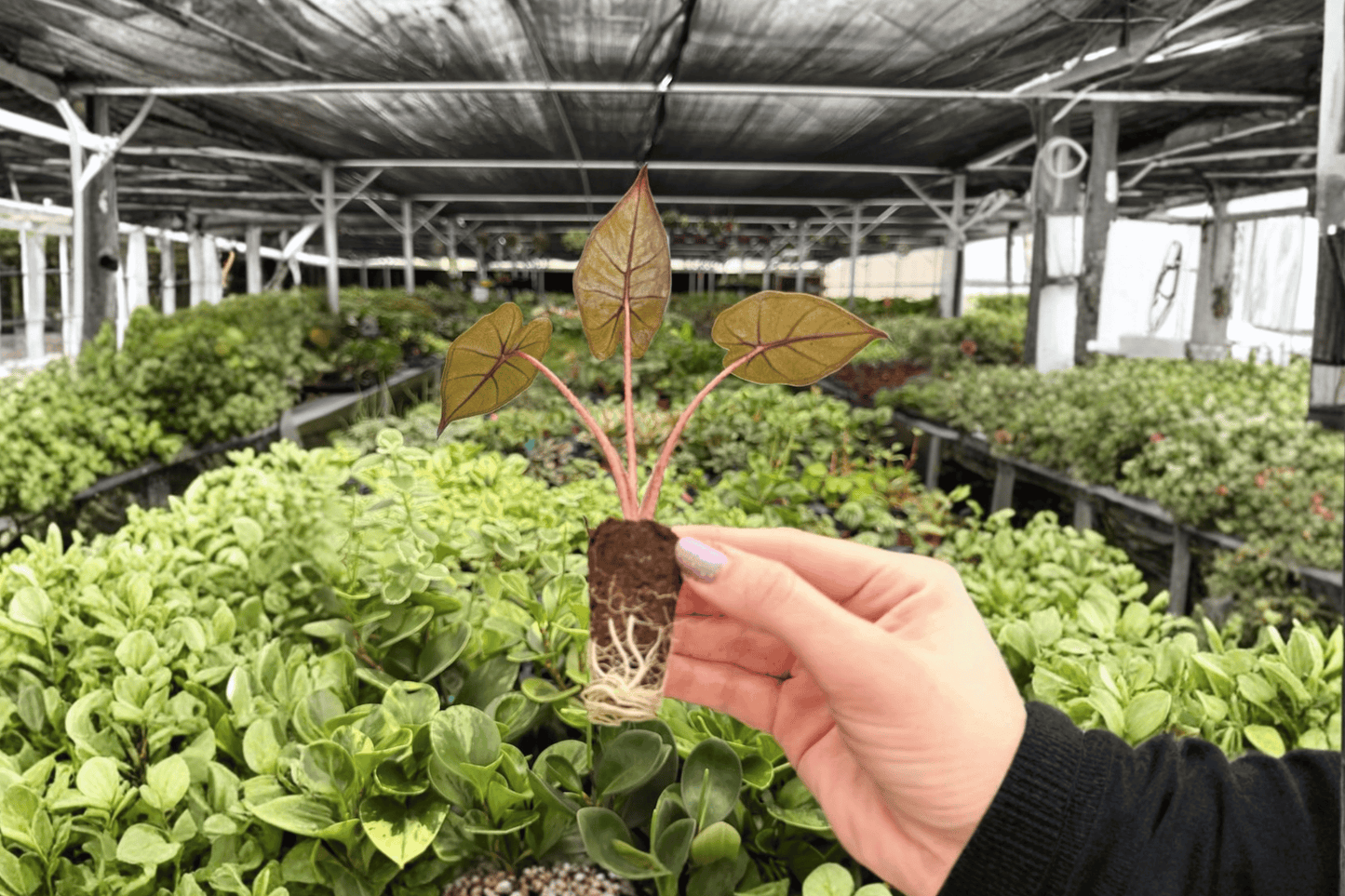 Alocasia Plumbae Metallica 2 Exact Starter Live Plants – Plug
