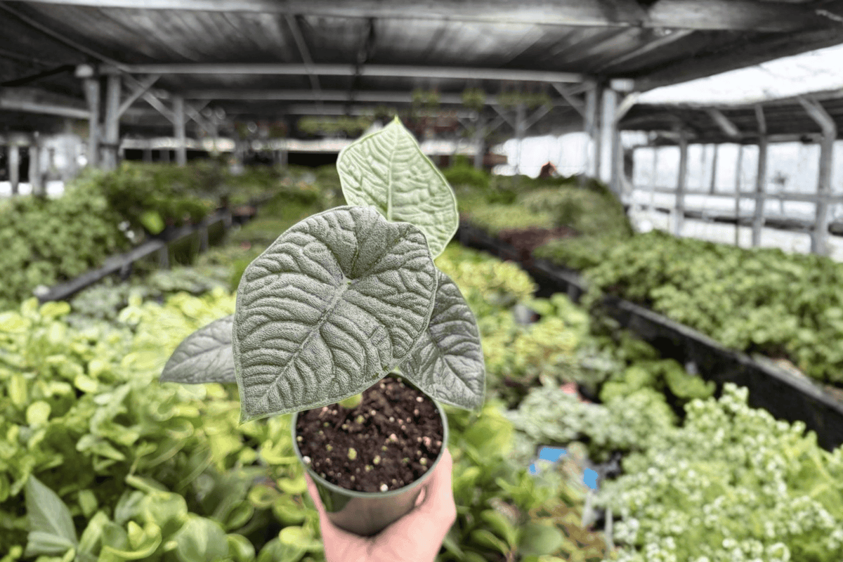 Alocasia Melo 2 Exact Live Plants – 4-Inch Pots – Alocasia melo