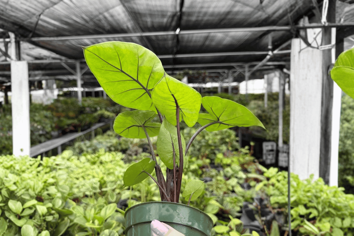 Alocasia Dark Star – 2 Exact Live Plants, 4-Inch Size – Alocasia ‘Dark Star’