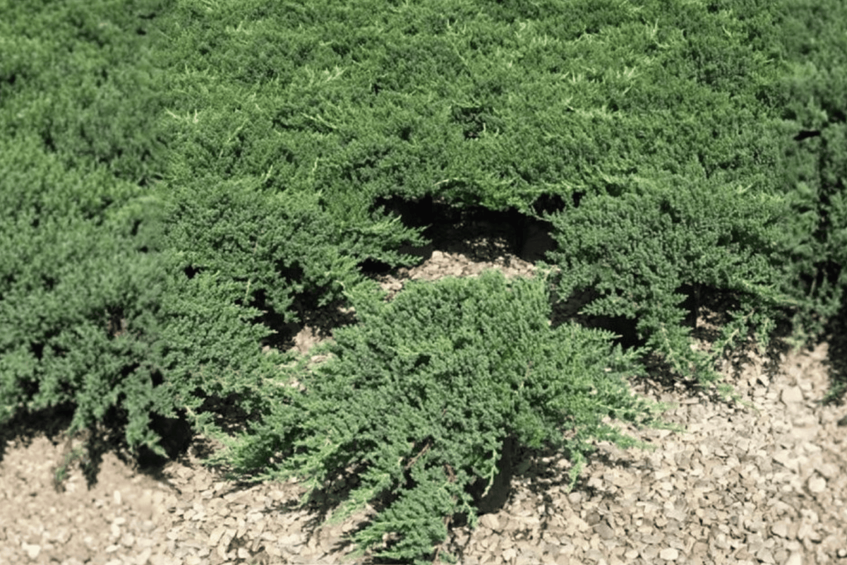 Dwarf Japanese Garden Juniper 1 Live Evergreen Shrub, 3 Gallon Pot, 15 Inches Tall – Juniperus procumbens ‘Nana’