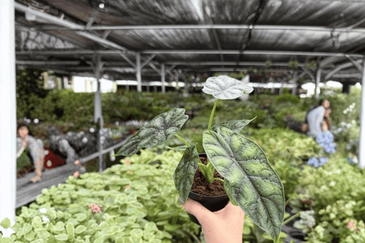 Alocasia Dragon Scale 2 Exact Live Plants – 4-Inch Pots – Alocasia baginda ‘Dragon Scale’