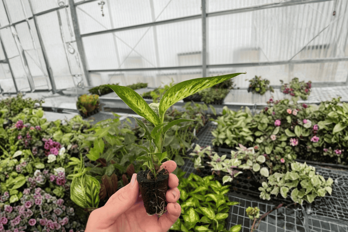 2 Dieffenbachia Starbright Starter Plants – Dieffenbachia ‘Starbright’