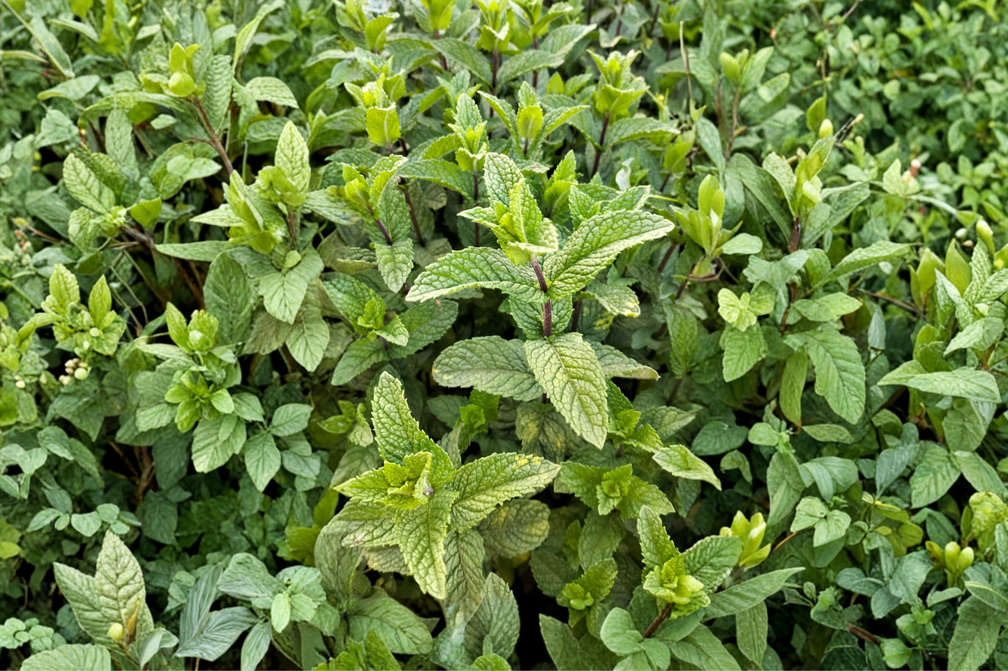 3 Berries & Cream Mint Live Plants – 3–6 Inch Tall – Bare Root – Mentha spp.