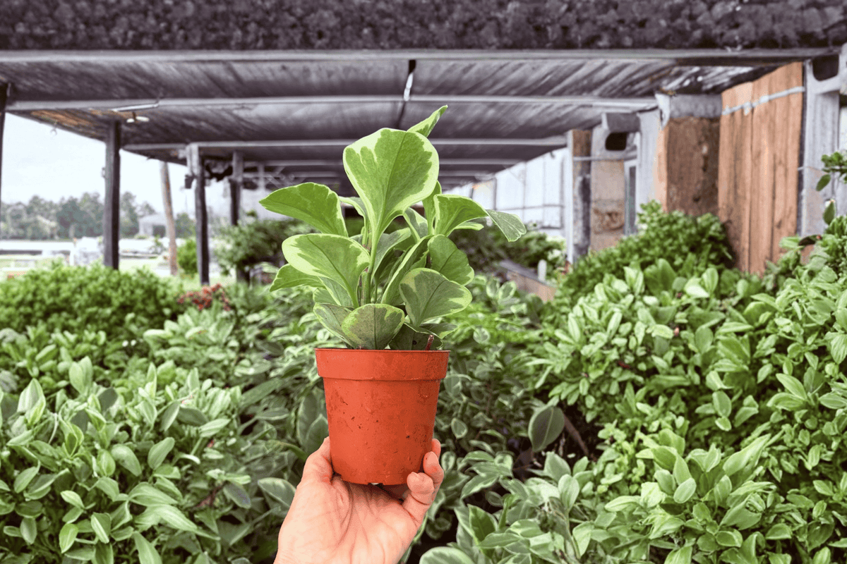 Variegated Peperomia Obtusifolia 2 Exact Live Plants – Peperomia obtusifolia 4” Size Bare Root