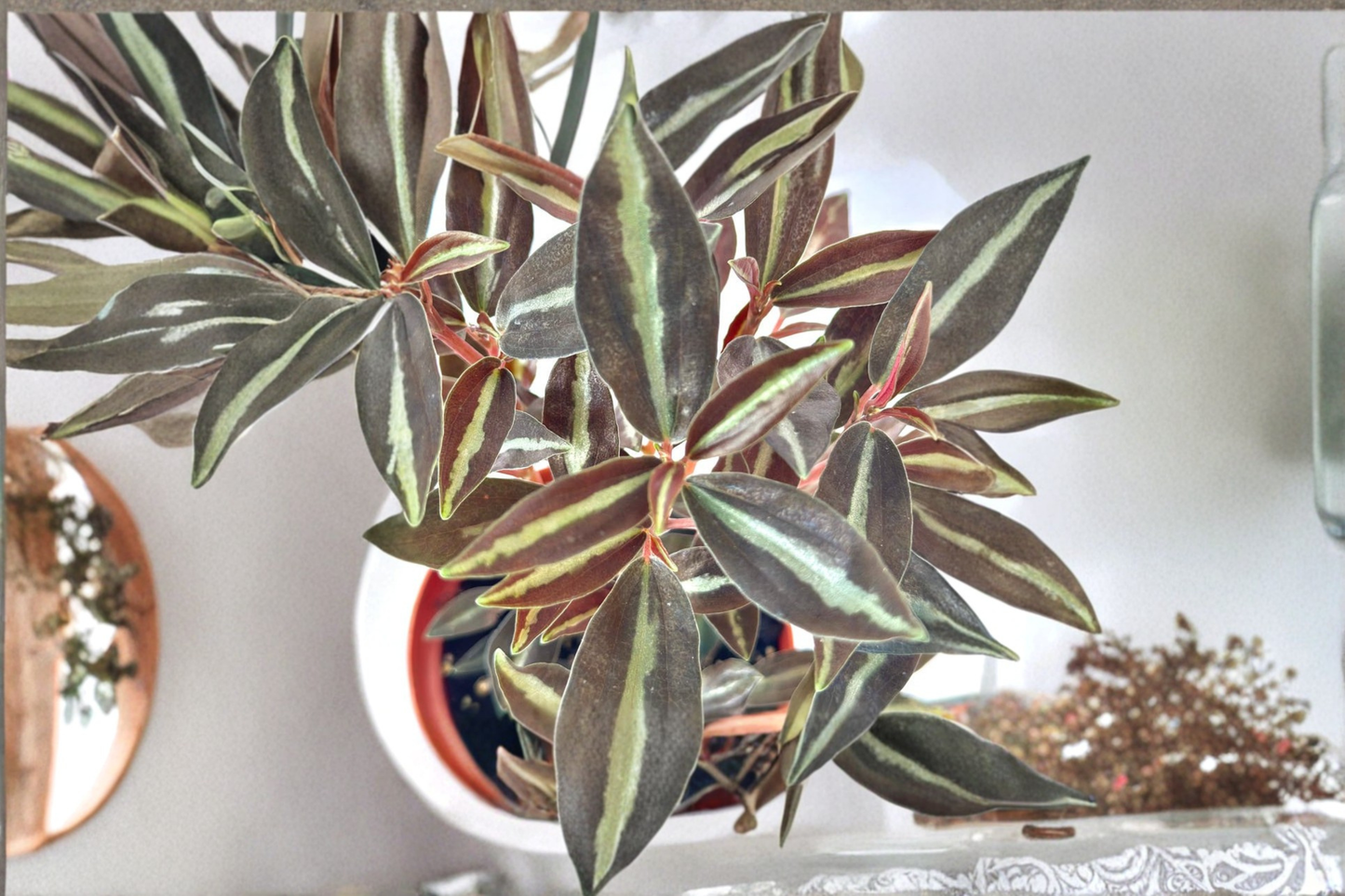 Peperomia Metallica Live Plant Pet Safe Tropical Indoor Houseplant 4 Inch Starter Plant Gift