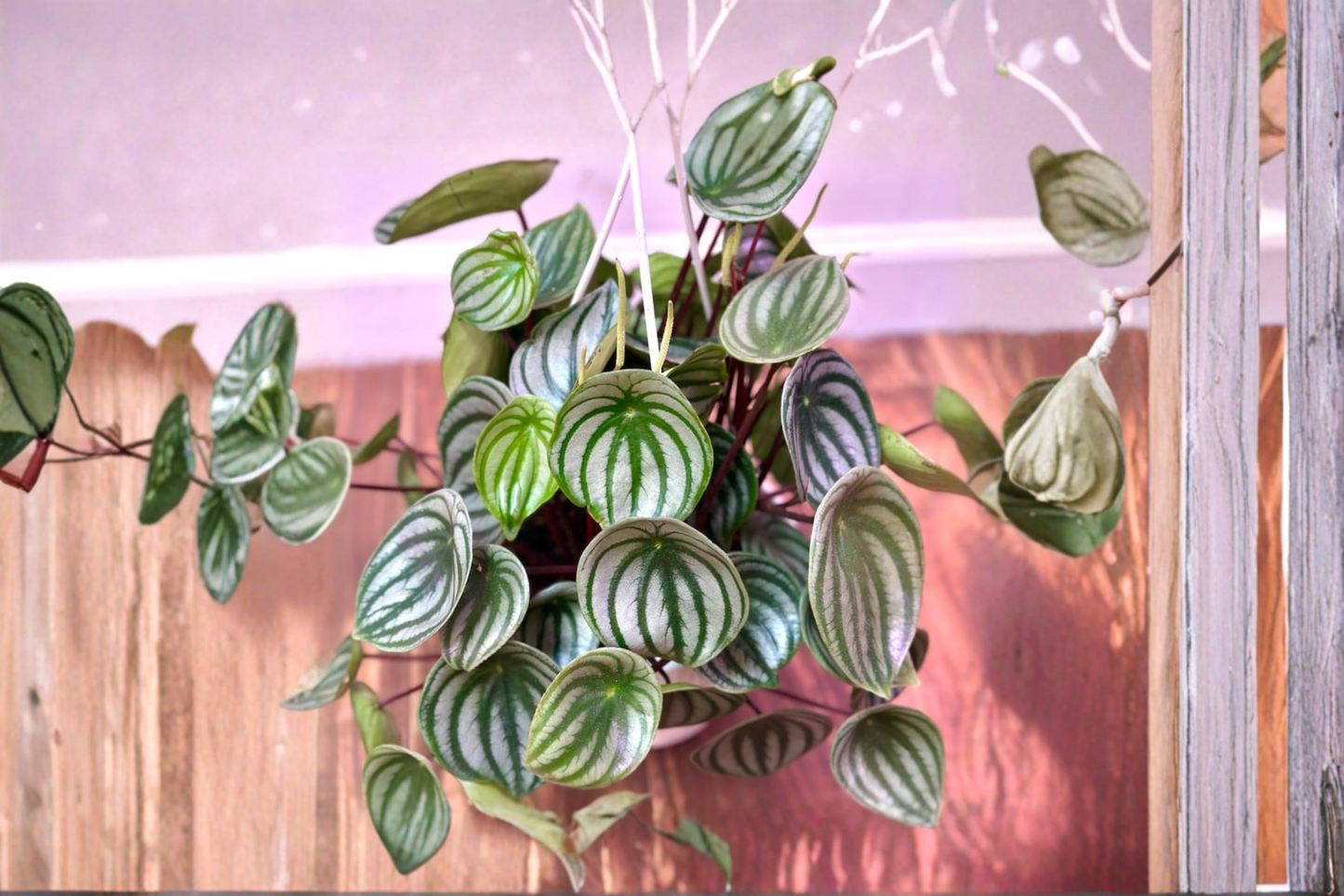 Watermelon Peperomia Live Plant Peperomia Argyreia Indoor Houseplant Starter Hanging Basket