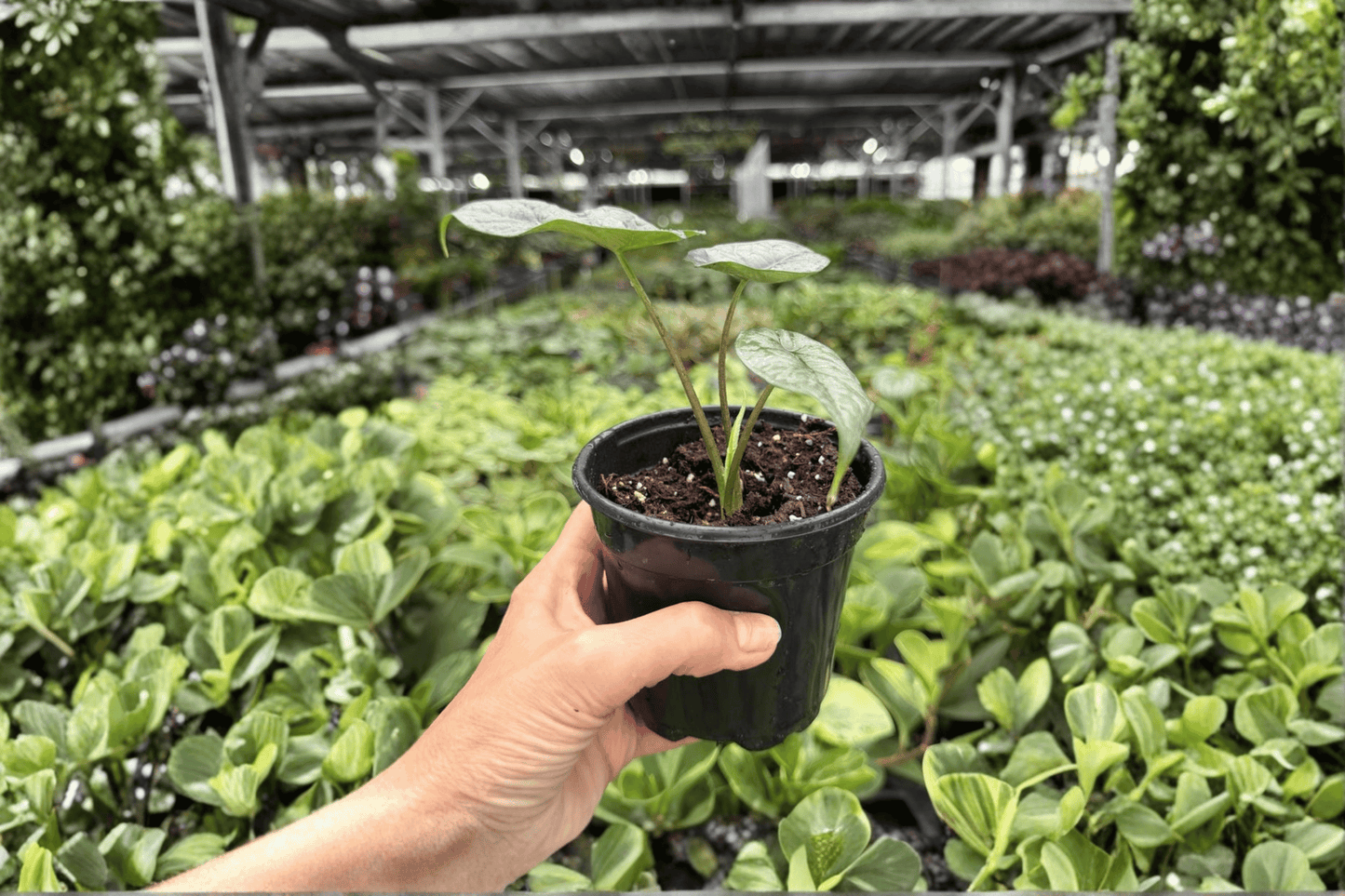 2 Exact Alocasia 'Silver Wings' (Silver Dragon × Scalprum) Live Plants in 4-Inch Pots