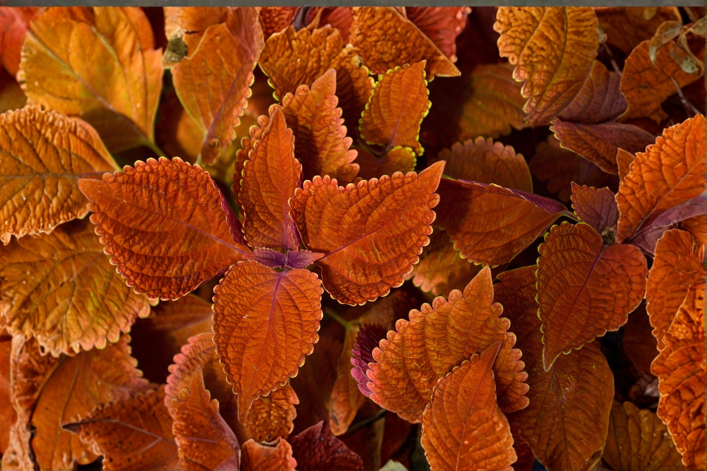 3 Rustic Orange Coleus Live Plants 4–6 Inches Tall – No Pot – Colorful Foliage (Coleus scutellarioides)