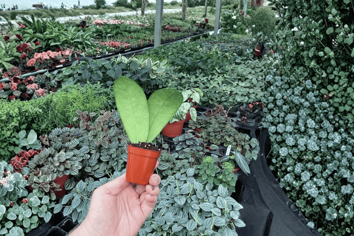 Hoya callistophylla 2 Starter Live Plants – 2-Inch Size