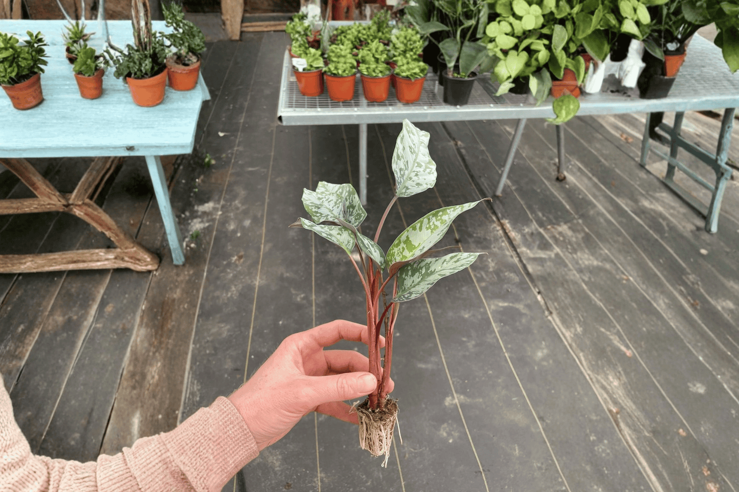 2 Apoballis acuminatissimum 'Lavallei' Starter Plants – Bare Root – Red Sword Live Plants