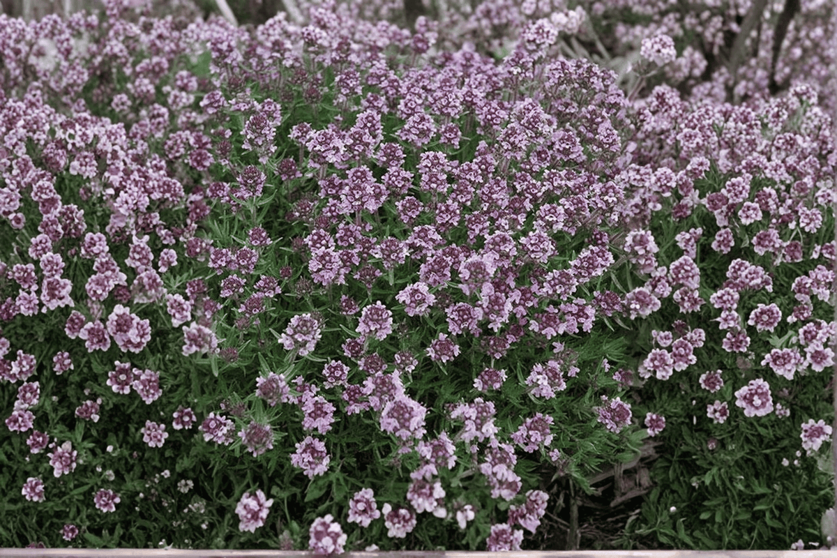 Spicy Orange Lemon Thyme Live Plant – 4-Inch Pot – Thymus × citriodorus 'Spicy Orange'