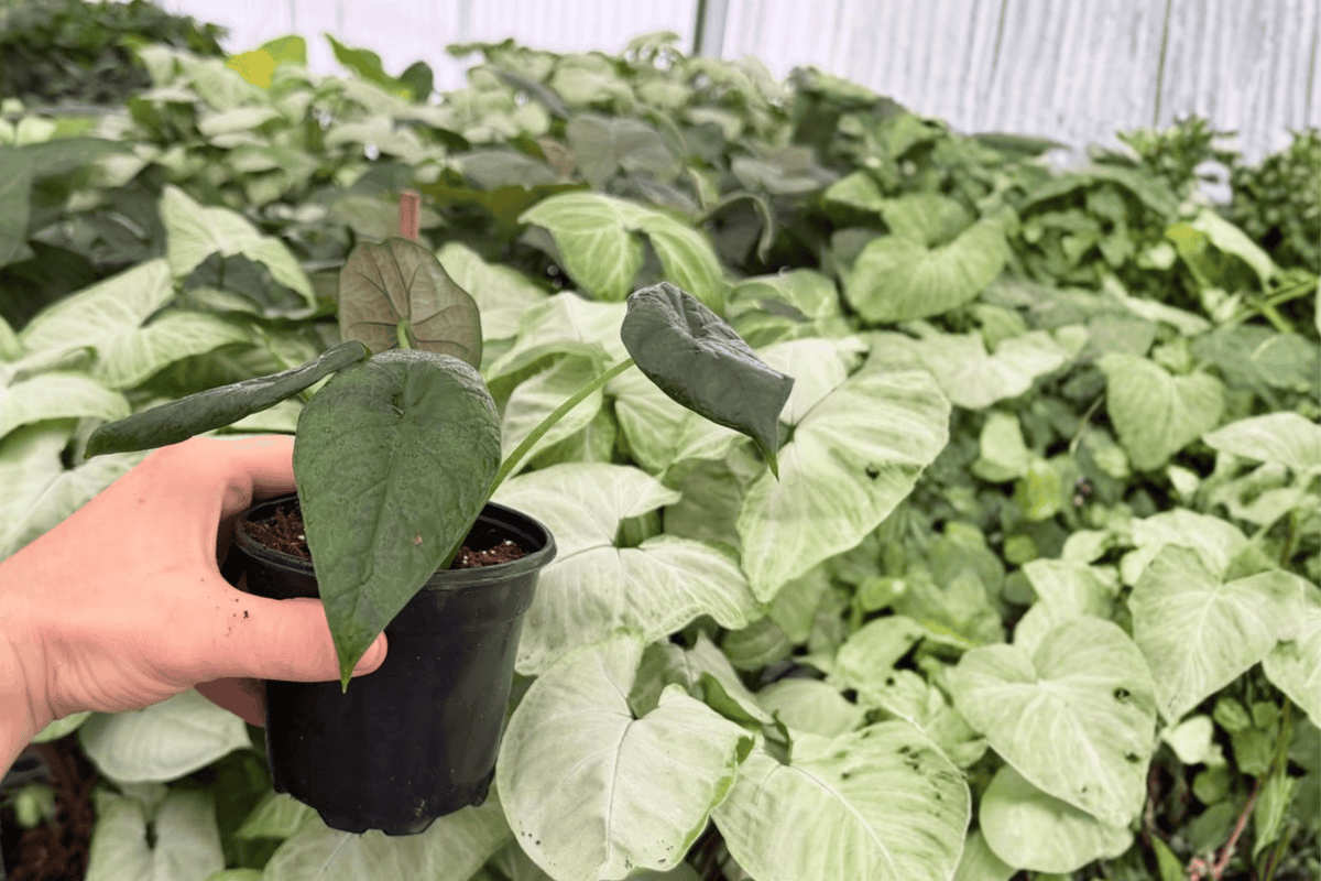 Alocasia Dragon Wings – 2 Exact Live Hybrid Plants, 4-Inch Size – Alocasia Hybrid