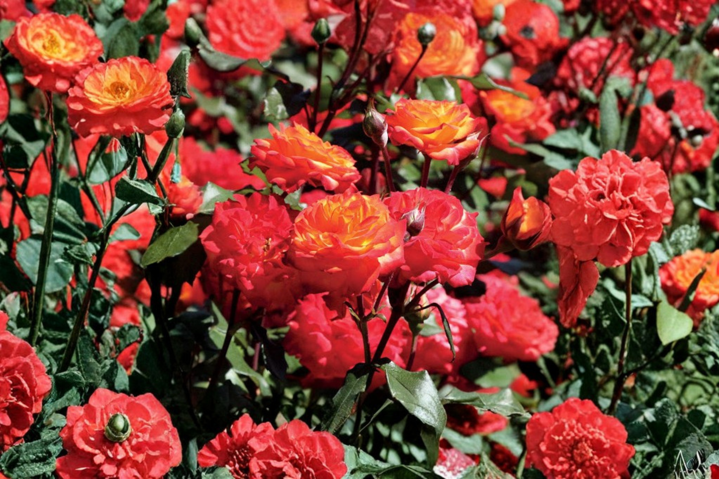 Charisma Floribunda Rose Plant 3 Gal Bush, Red Orange Yellow Rose Shrub for Garden, Flowering Landscape Plant