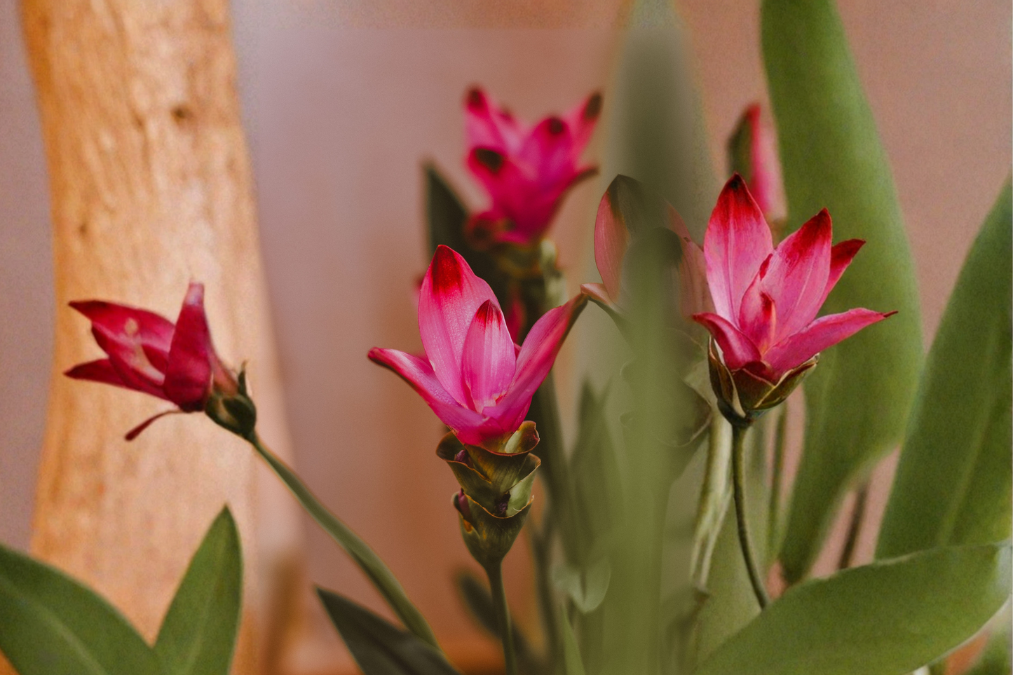 Curcuma 'Siam Splash' Live Plant – 4–6 Inches Tall – Ships Without Pot – Tropical Flowering Ginger