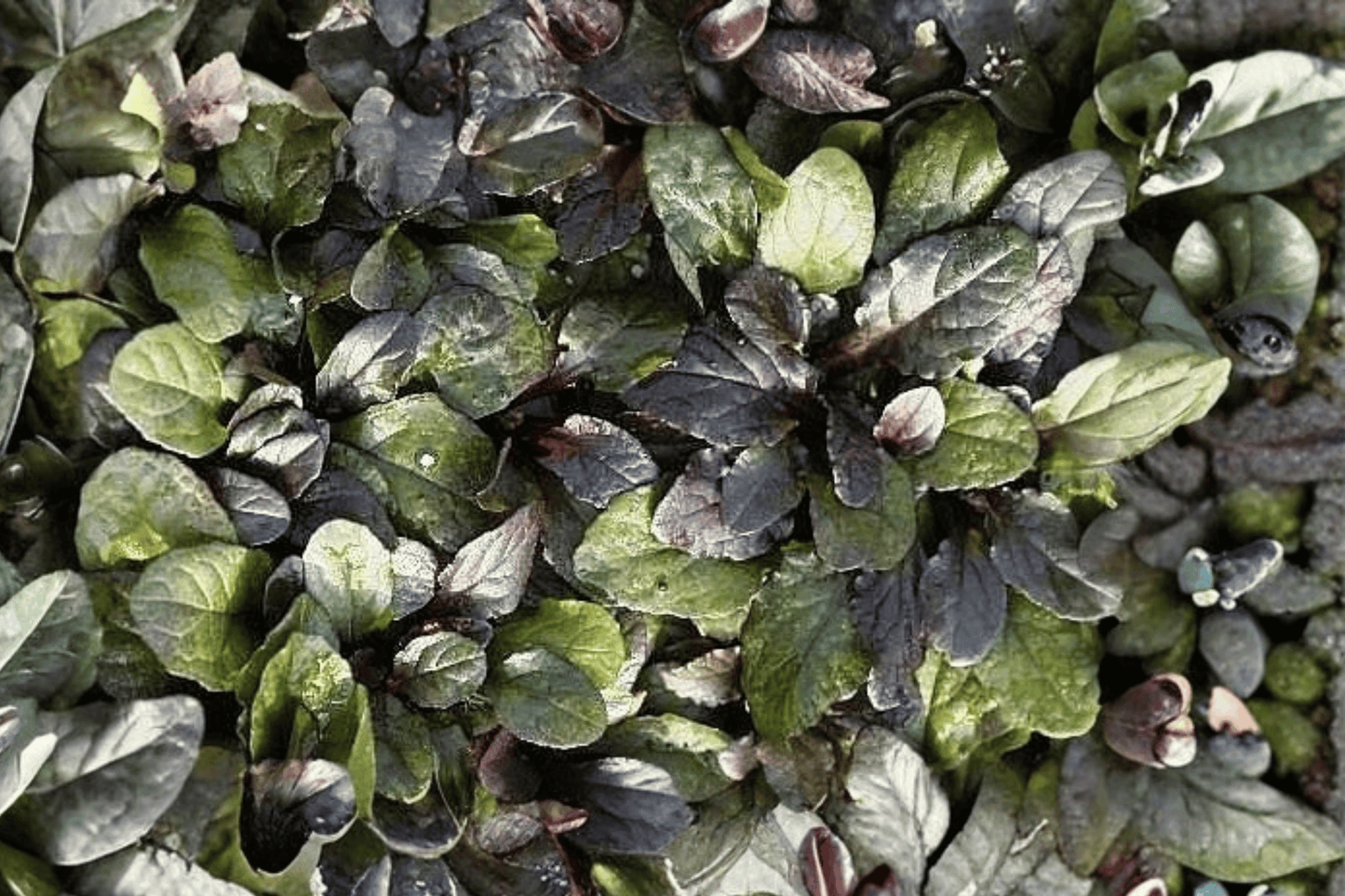 Bronze Beauty Carpet Bugle 1 Live Plant – 4-Inch Pot – Ajuga reptans ‘Bronze Beauty’