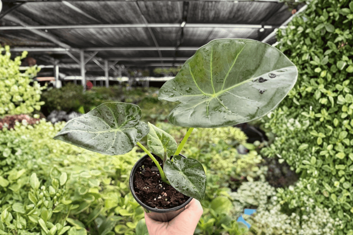 Alocasia Regal Shields 2 Exact Live Plants – 4-Inch Pots – Alocasia ‘Regal Shields’