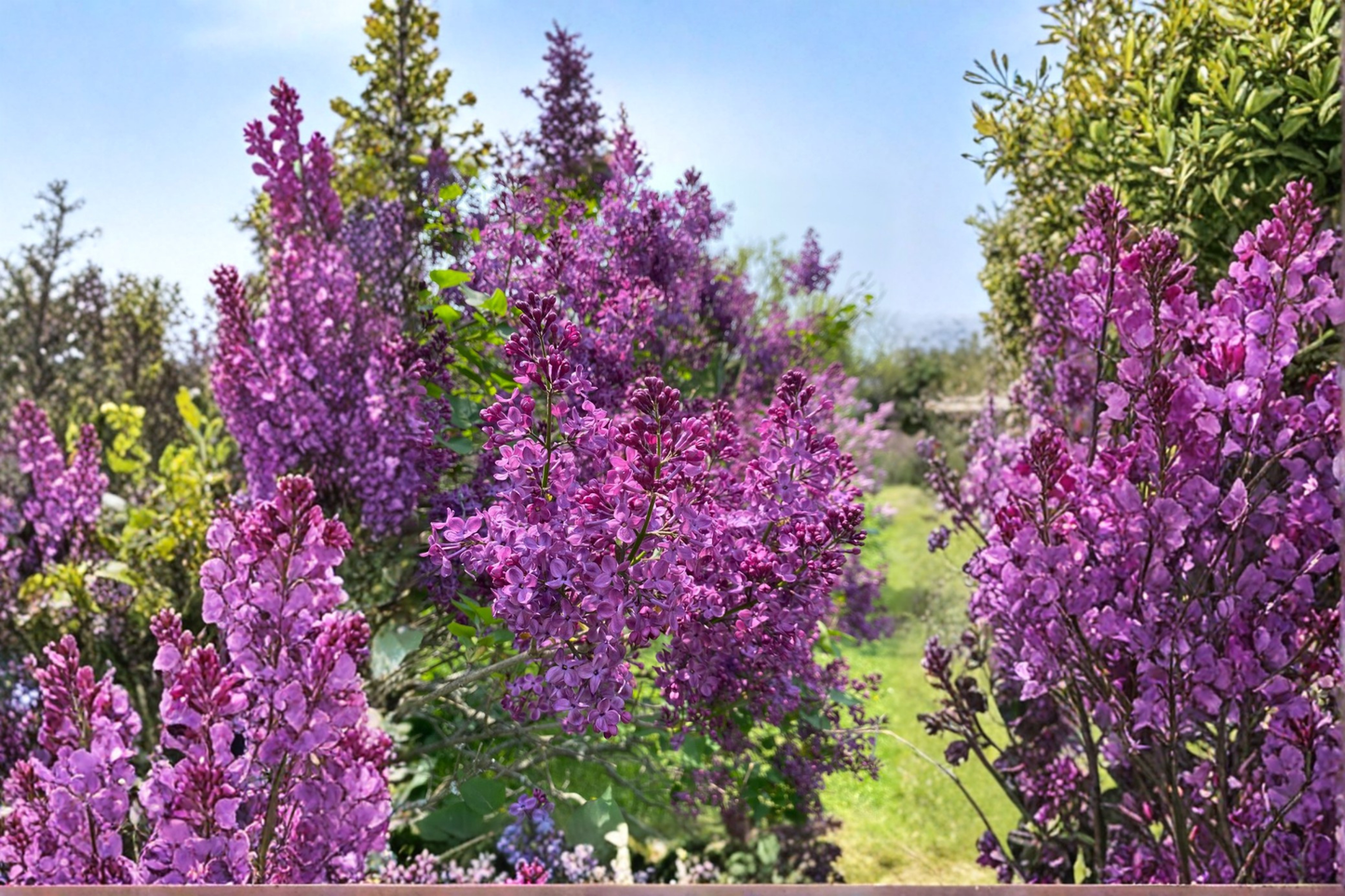 Pocahontas Lilac Live Plant 4 Inch Pot – Syringa hyacinthiflora Purple Early Spring Bloom Shrub Garden Plant