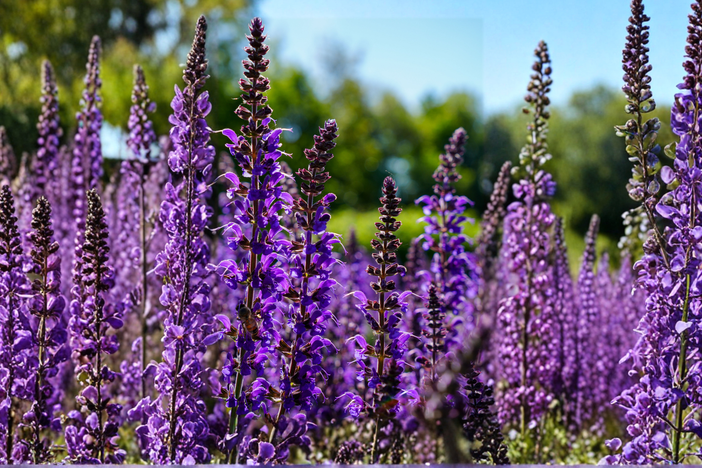 Caradonna Salvia Live Plants 3 Rooted Starters 1 Qt Pots Salvia Nemorosa Purple Perennial Garden Flowers