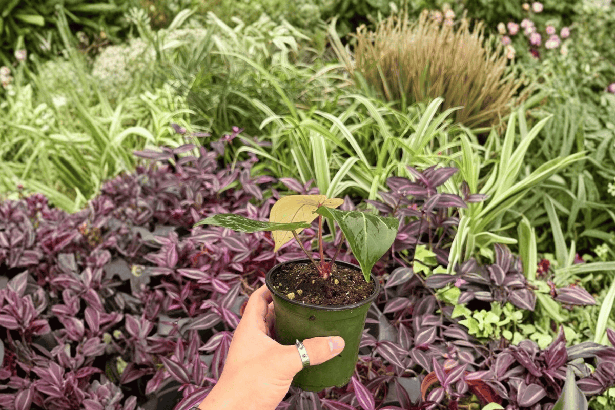 Anthurium Crystal Golden 2 Exact Live Plants – Specific 4” Size