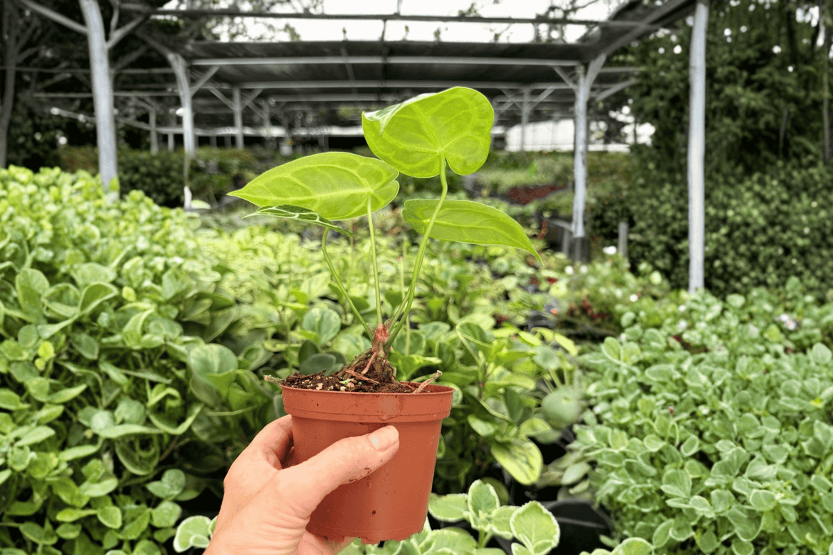 Anthurium Hoffmannii × Green Mamba – 2 Exact Live Hybrid Plants, 4-Inch Size – Anthurium Hybrid