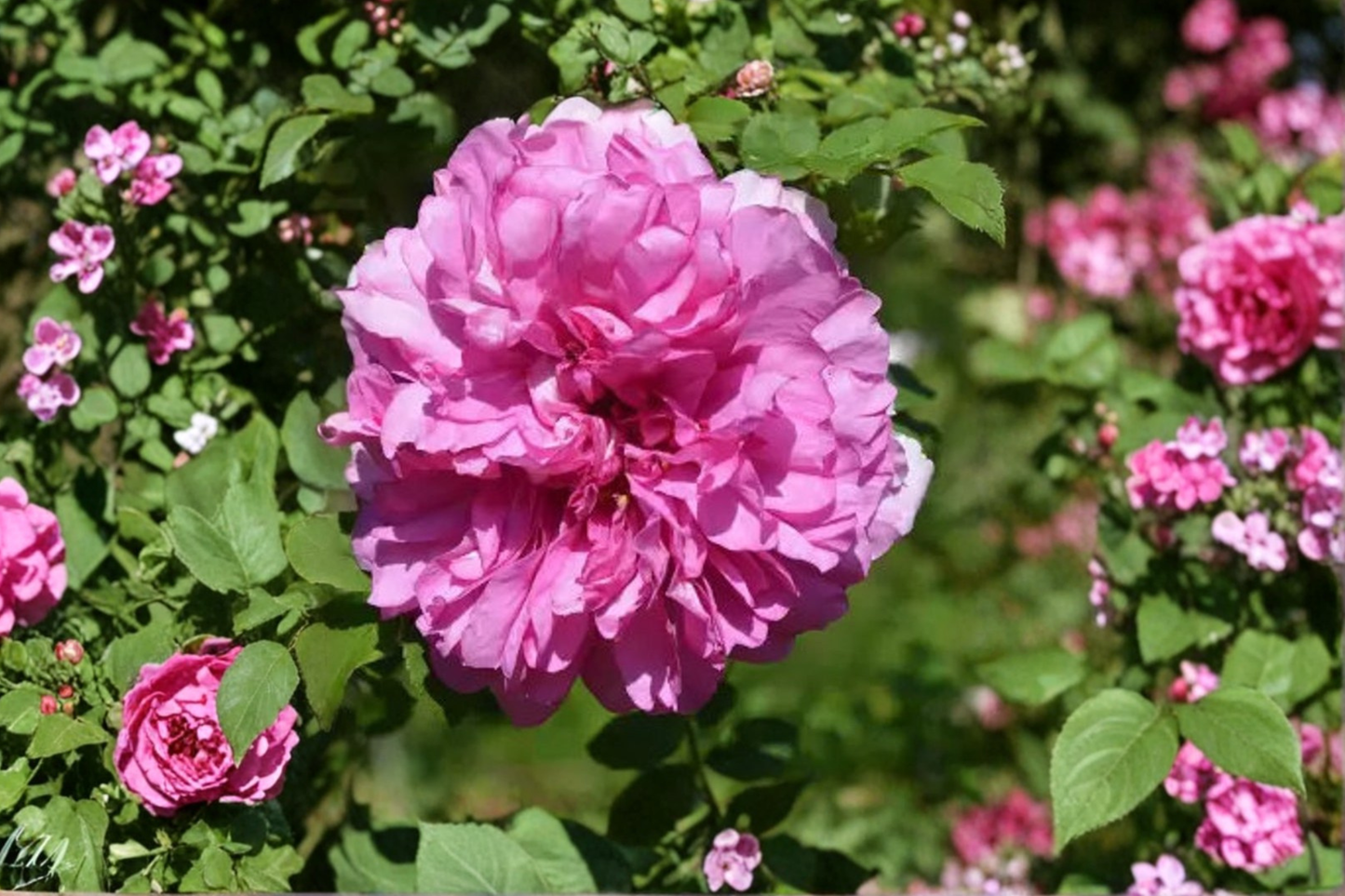 Scented Pink English Rose Seeds Rare Flower Bush 20 Seeds for Outdoor Garden Planting