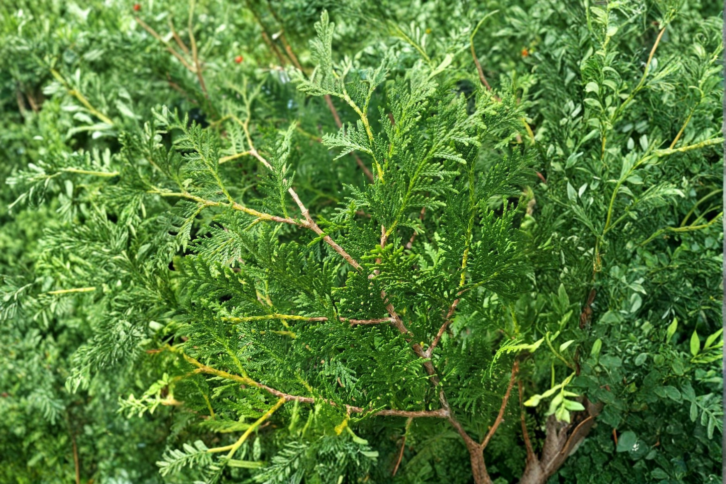 Nigra Arborvitae Live Plant Quart Pot Dark Green Evergreen Thuja Privacy Hedge Shrub Landscape Garden Plant