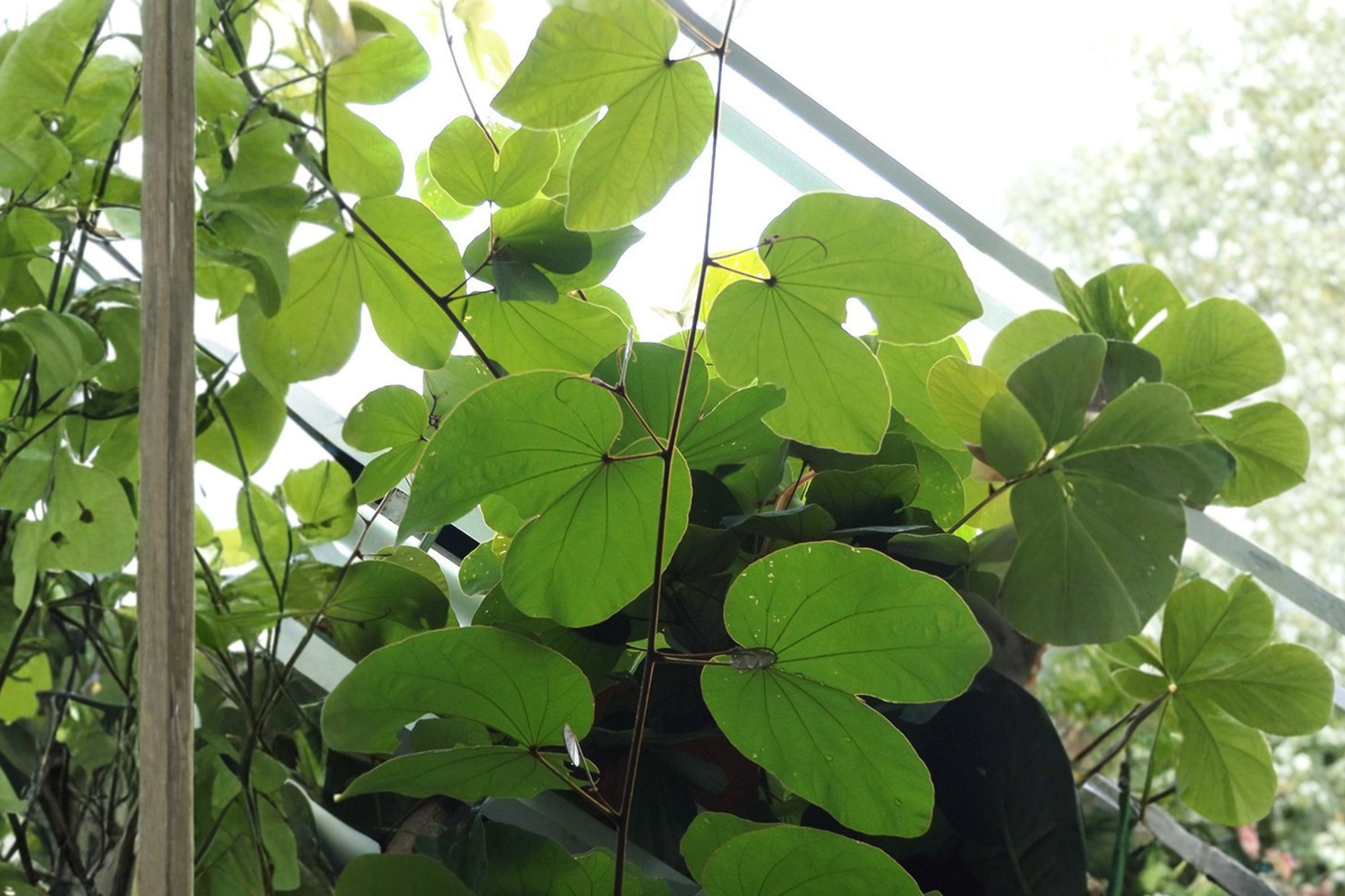 Orchid Tree Live Plant in 4 Inch Cell – Tropical Flowering Tree