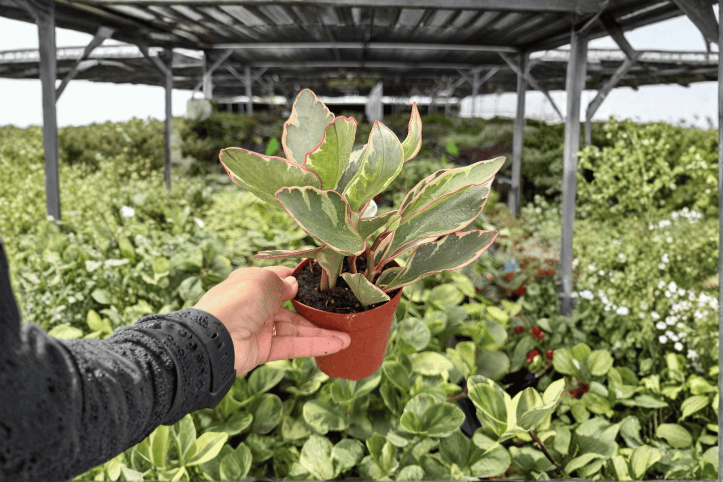 Peperomia Ginny 2 Exact Live Plants – 4-Inch Pots – Peperomia clusiifolia ‘Ginny’