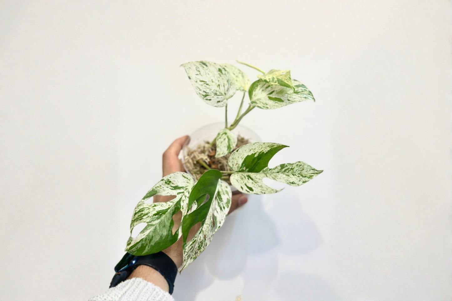Epipremnum Marble Flame Live Plant Variegated Pothos Albo Cutting Tropical Houseplant in 3 Inch Pot