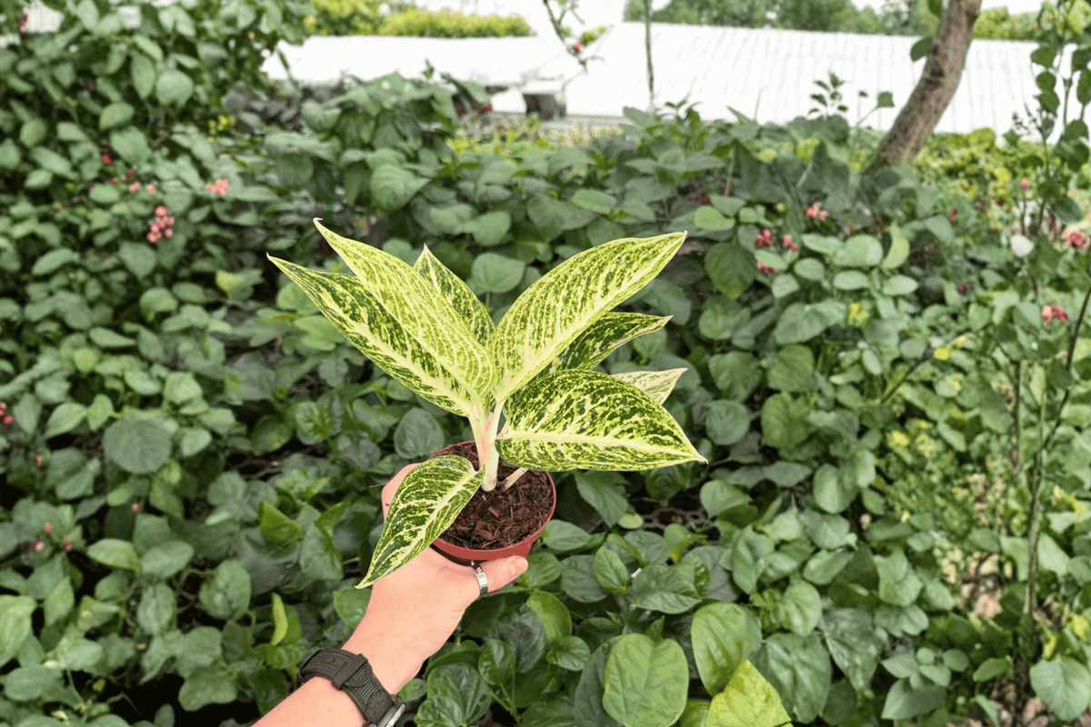 Aglaonema White Legacy 2 Exact Live Plants – Aglaonema ‘White Legacy’ 4” Size Bare Root