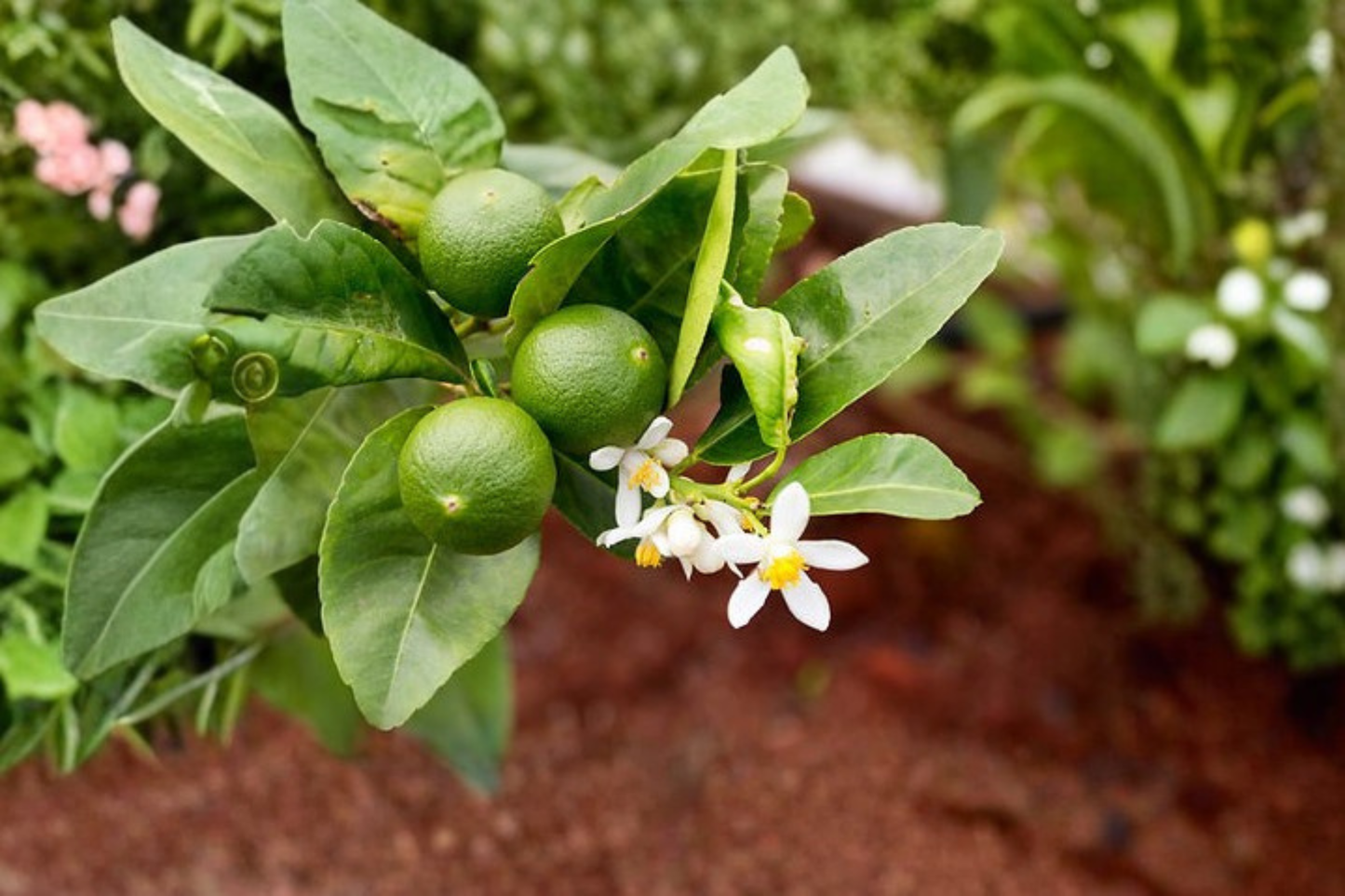 Key Lime Tree Live Plant 3 Gallon Citrus Tree Fruit Bearing Lime Plant Container Garden Patio Citrus Tree