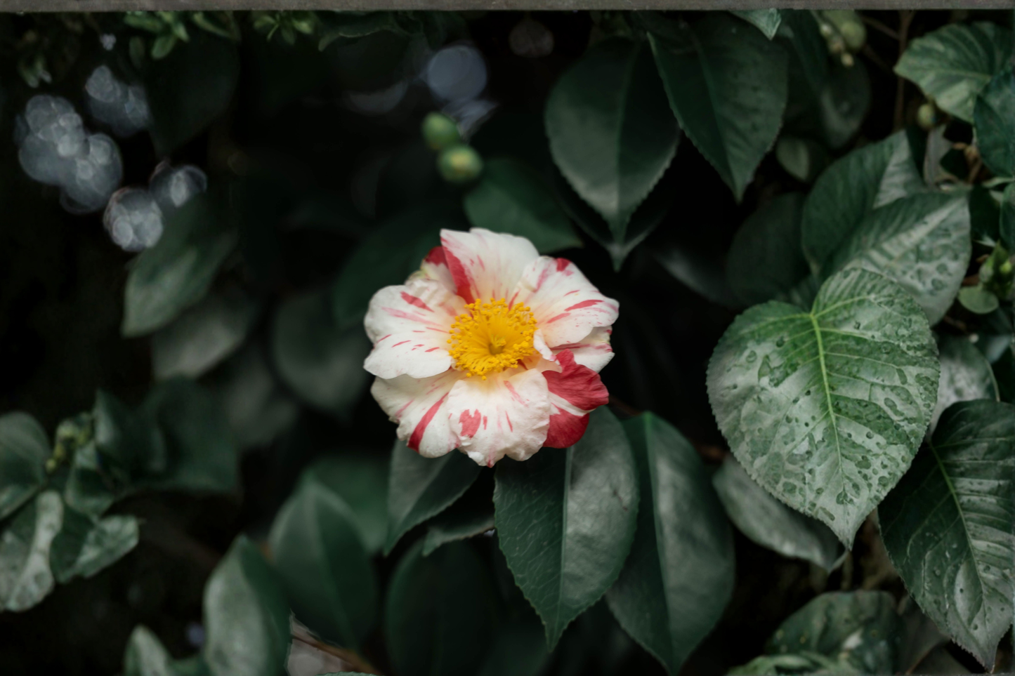 Tri Color Camellia Japonica Live Starter Plant – 4L Cell – Camellia japonica