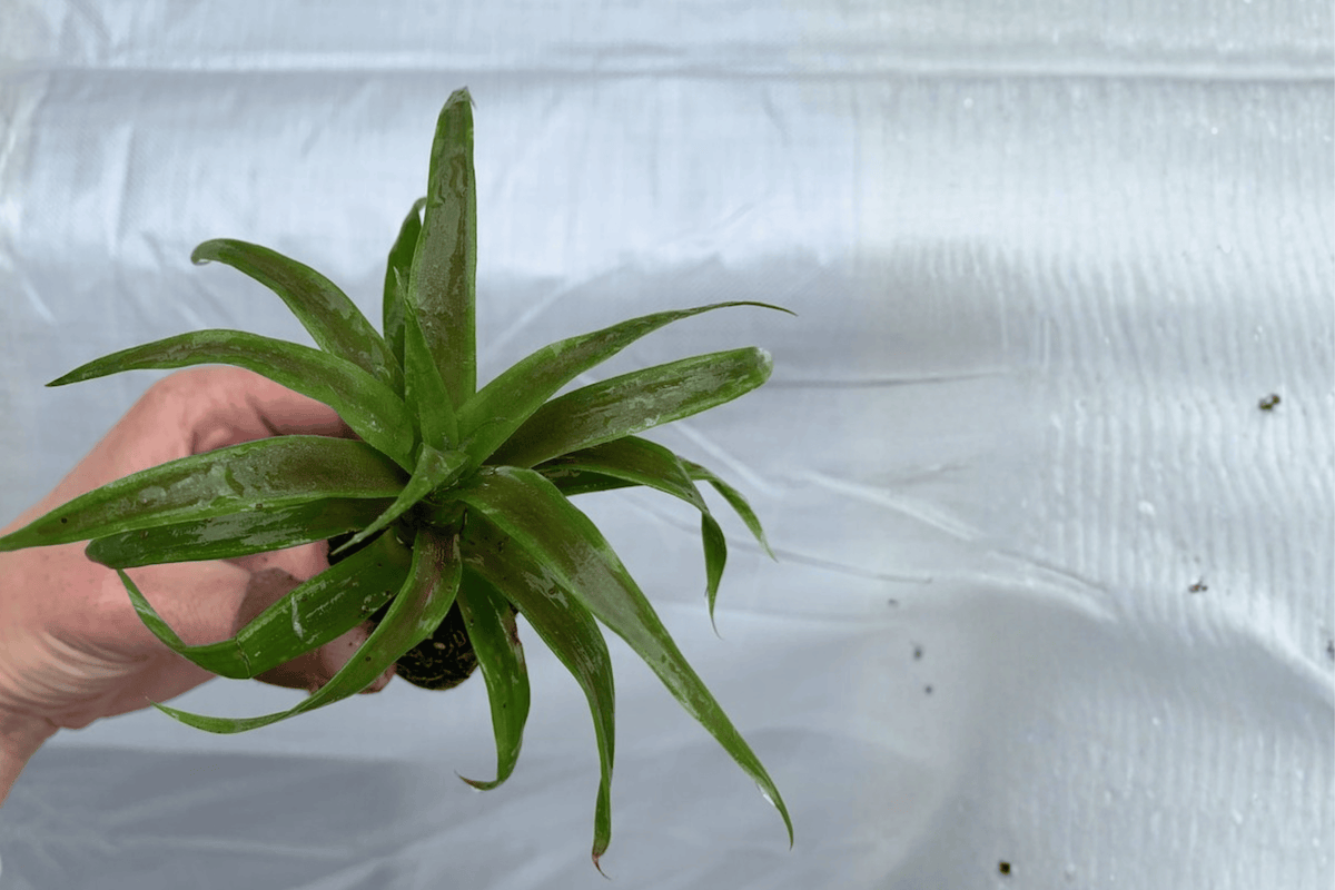2 White Jade Pineapple Starter Plants – Ananas comosus