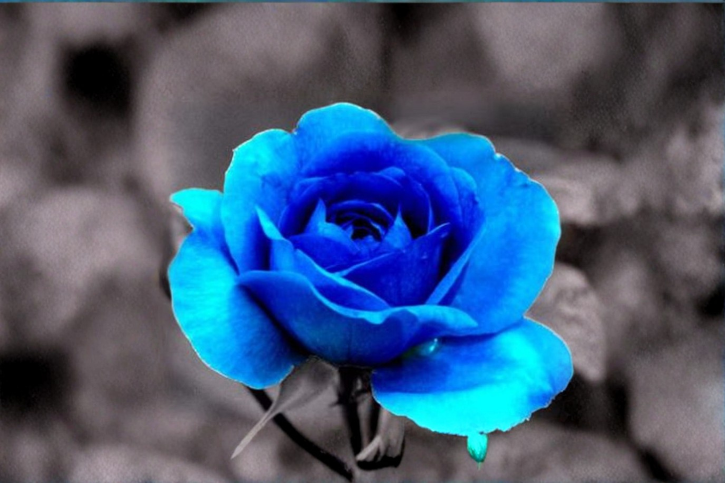 Ghost Blue Rose Seeds Rare Flower Bush 30 Seeds Ornamental Garden Rose for Outdoor Planting