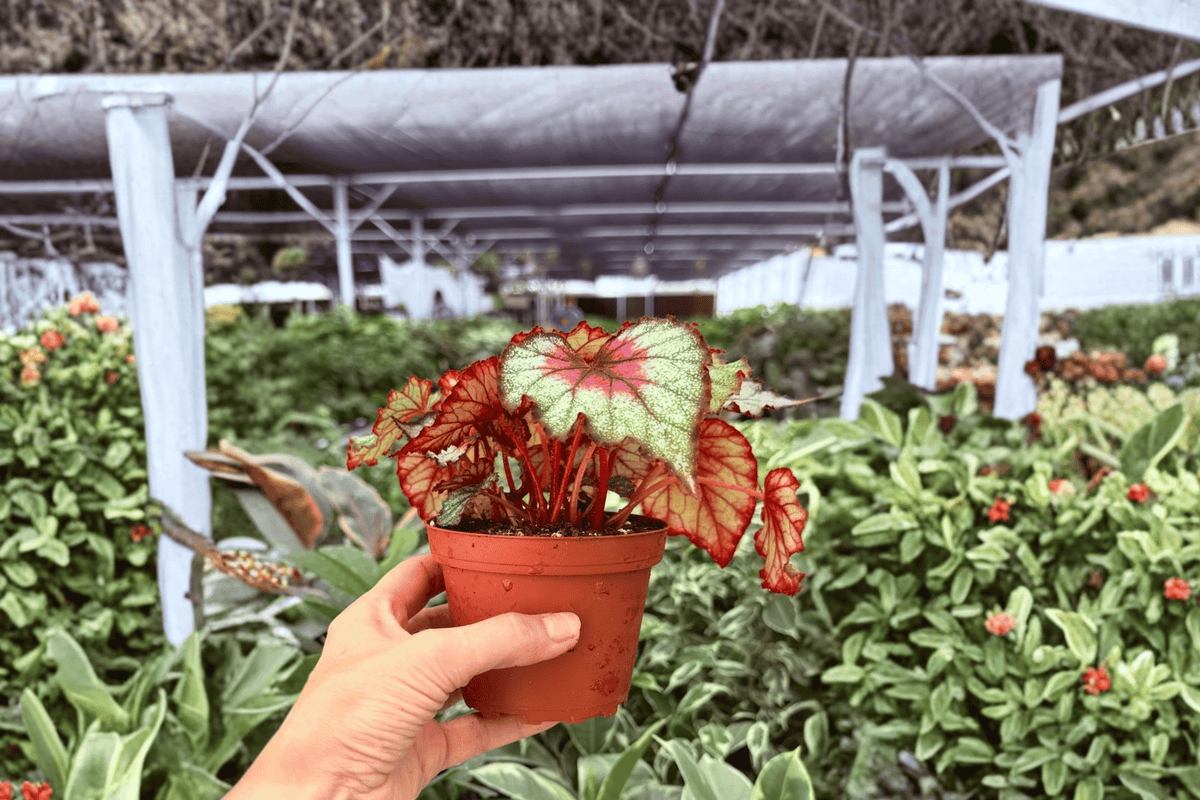 Harmony’s Crimson Oak Begonia 2 Exact Live Plants – Begonia ‘Harmony’s Crimson Oak’ 4” Bare Root