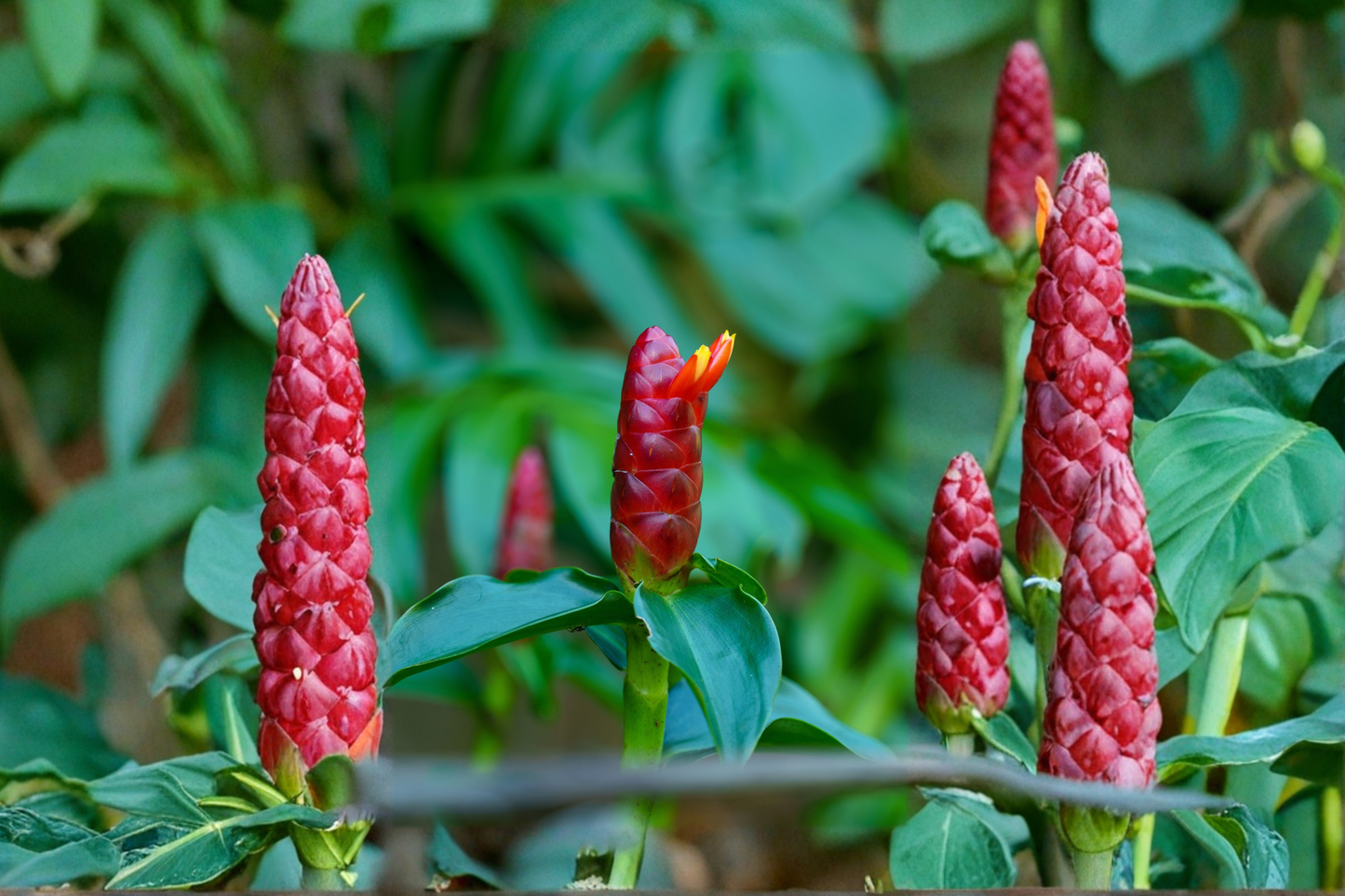 2 Shampoo Ginger Live Plants 12+ Inches Tall – Zingiber zerumbet (Awapuhi)