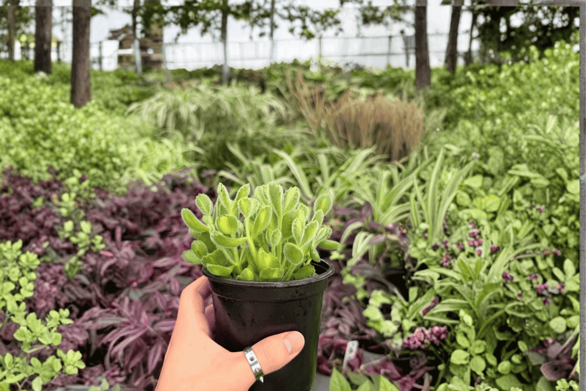 Variegated Bear Paw 2 Exact Live Plants – 4-Inch Pots – Cotyledon tomentosa 'Variegata'