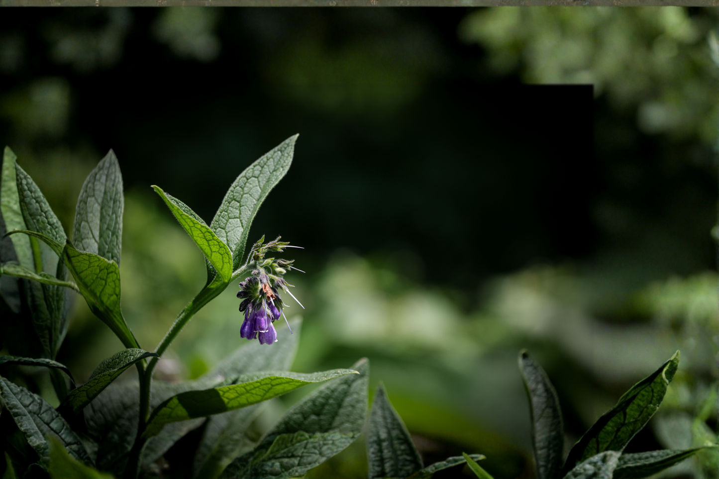 Russian Bocking 14 Comfrey Live Well-Rooted Plant Plug – Symphytum × uplandicum