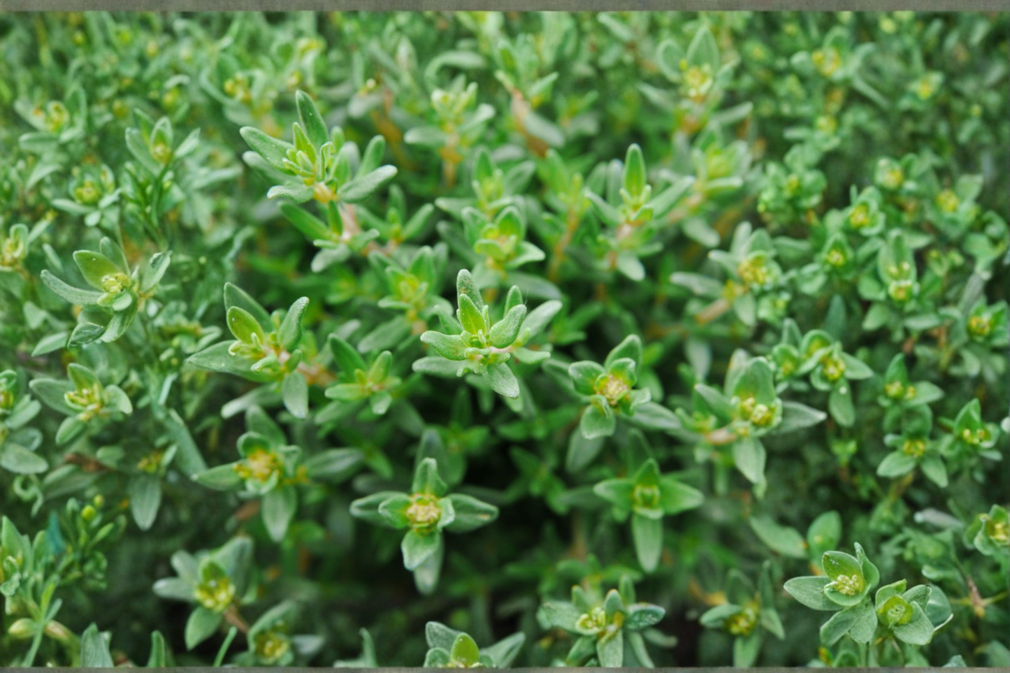 French Thyme Live Plant Thymus Vulgaris Herb Plant Rooted Perennial Garden Herb Shipped Without Pot