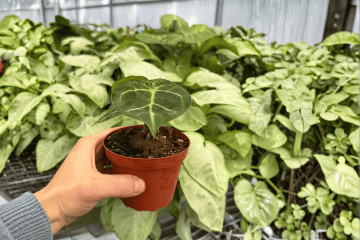 Anthurium Papillilaminum x Manila Fried 2 Exact Live Plants – 4-Inch Pots