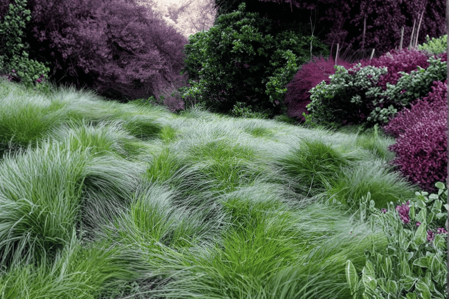 Clustered Field Sedge 1 Live Plant – 4-Inch Pot – Carex praegracilis