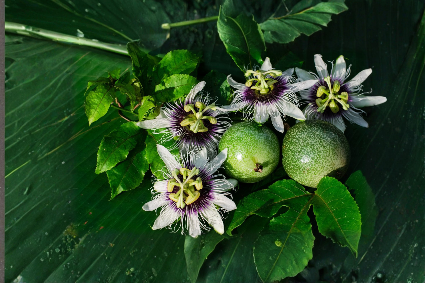 Semi Dwarf Passion Fruit Tree Seeds Tropical Vine Indoor Outdoor Gardening 20 Seeds