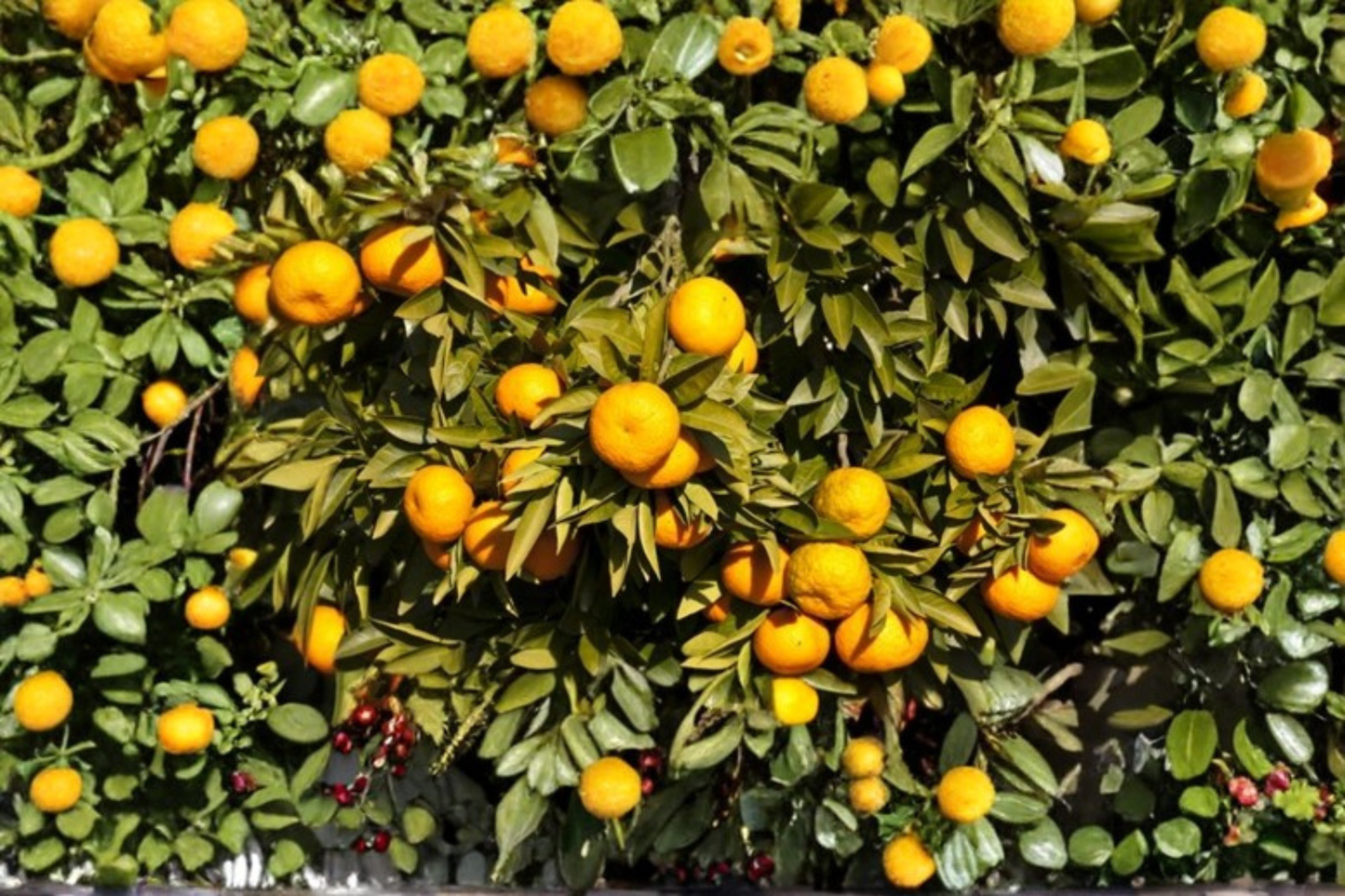 Miho Satsuma Mandarin Tree Live Plant 1 Gallon Seedless Easy Peel Citrus Tree Early Ripening Fruit Tree