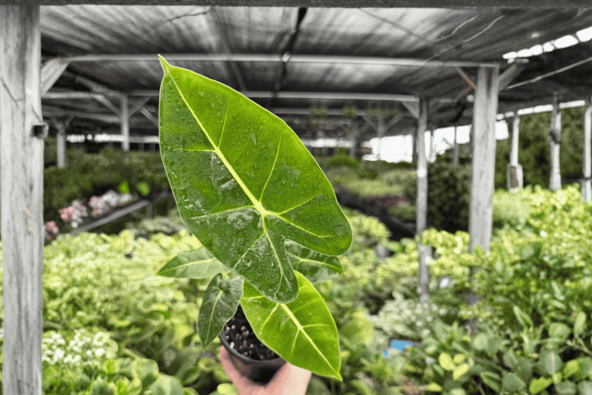 Alocasia Frydek 2 Exact Live Plants – 4-Inch Pots – Alocasia micholitziana ‘Frydek’