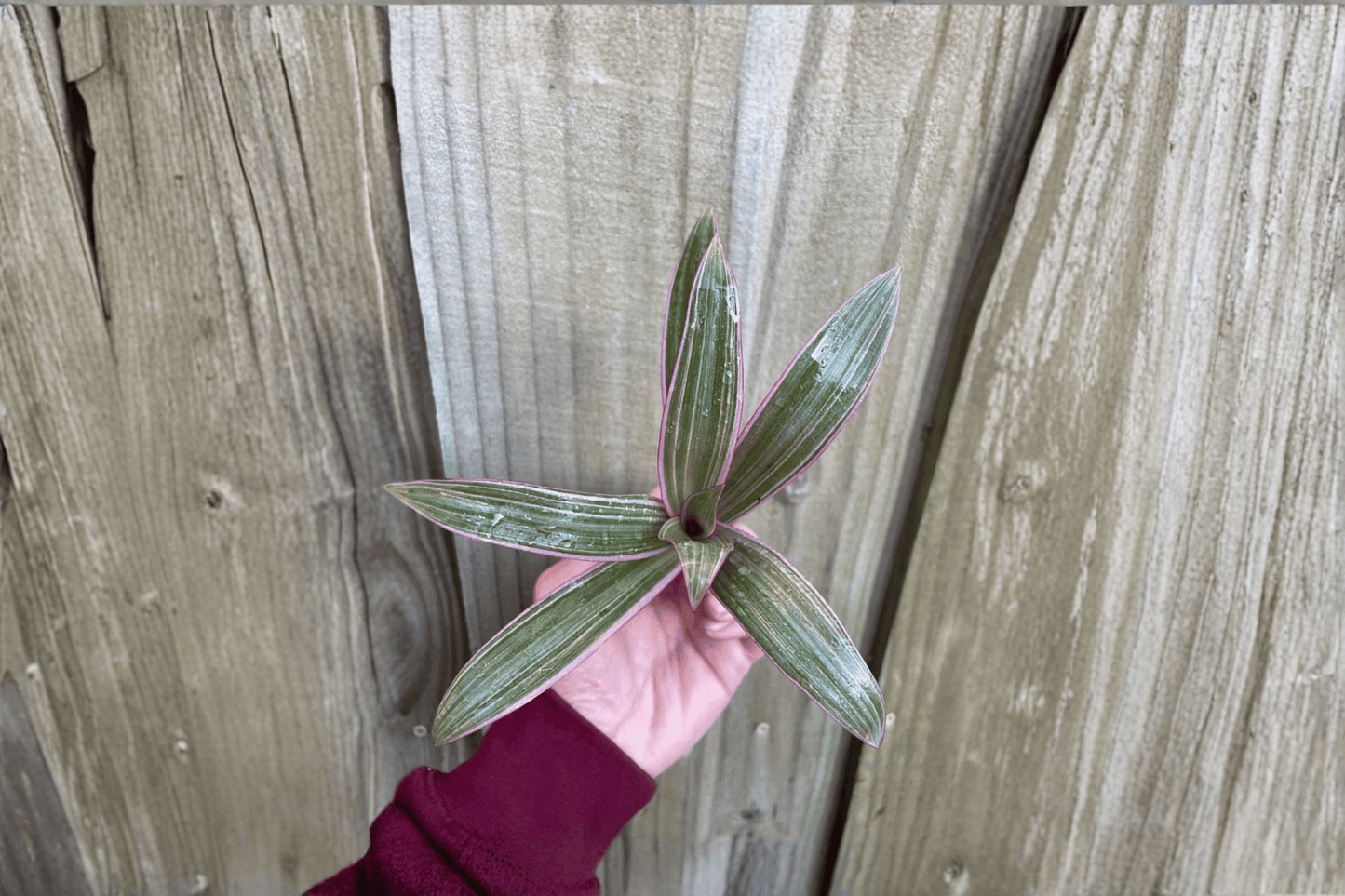 2 Tradescantia spathacea 'Tricolor' Starter Plants Bare Root – Tricolor Oyster Plant