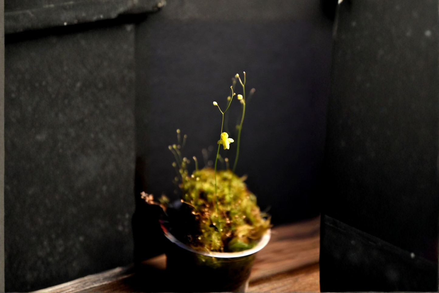 Utricularia subulata Live Bladderwort Plant – 2-Inch Pot – Carnivorous Bog Companion
