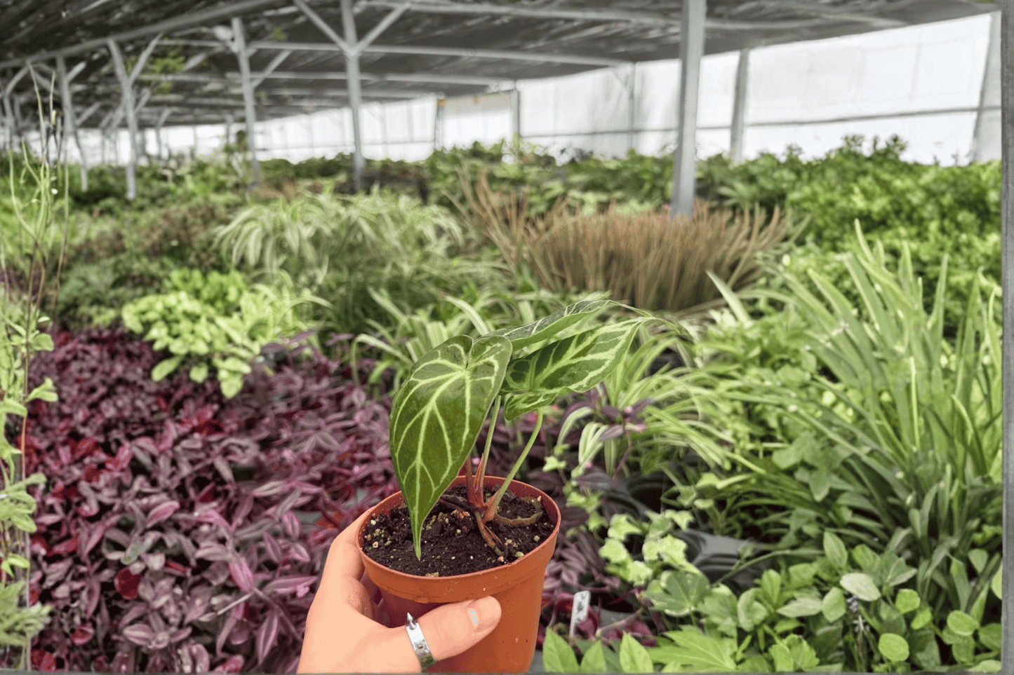 Anthurium Hoffmannii x Green Mamba 2 Exact Live Plants – 4-Inch Pots – Anthurium Hybrid
